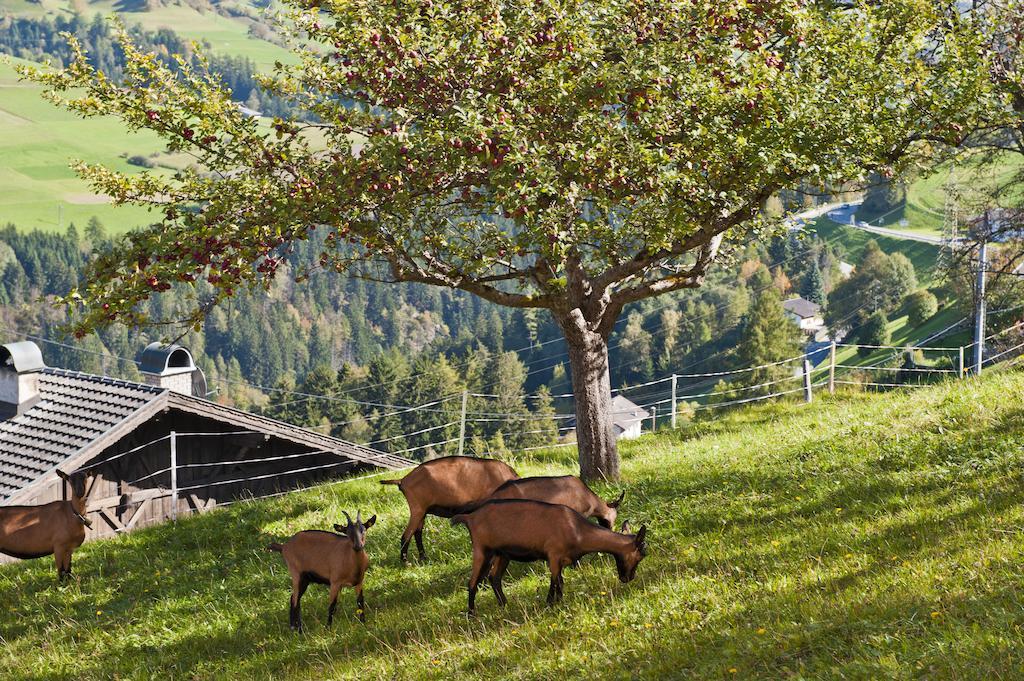 Hotel Gasthof Handl Schonberg im Stubaital Bagian luar foto
